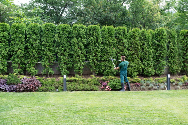 Best Tree Trimming Near Me  in Ilchester, MD